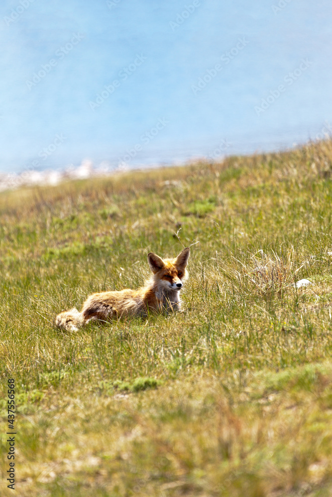 A portrait of a wild red fox basking on a sunny lawn on the shore of Lake Baiko on a warm May day. Wildlife, natural background, animal in natural habitat A portrait of a wild red fox basking on a sunny lawn on the shore of Lake Baiko on a warm May day. Wildlife, natural background, animal in natural habitat