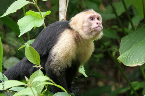 Monkey in Costa Rica