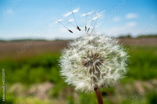 Pusteblume  L  wenzahn 