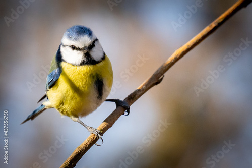 Close-up Of Blue Tit Perching On Branch 