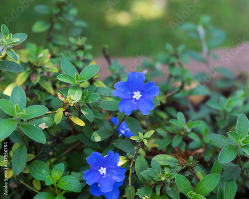 blue flowers of Lithospermum purpurocaeruleum photo