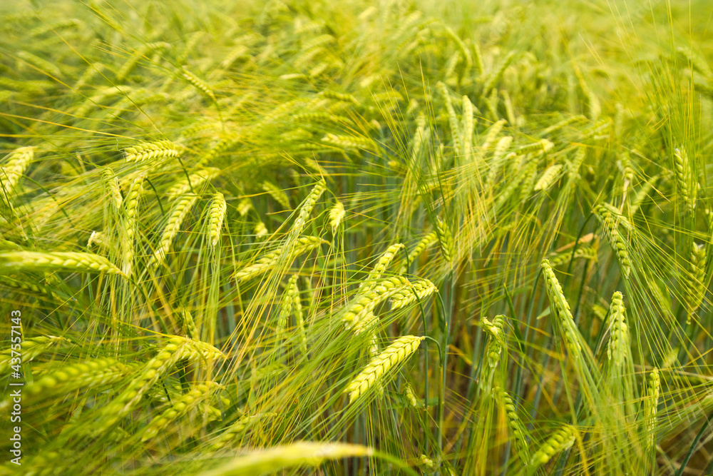 a barley field at noon in the wind a barley field at noon in the wind