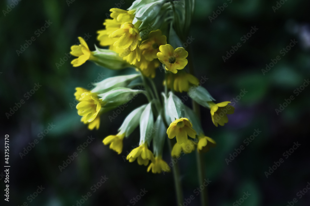 Bunch of yellow little flowers on stem on dark blurred background Bunch of yellow little flowers on stem on dark blurred background