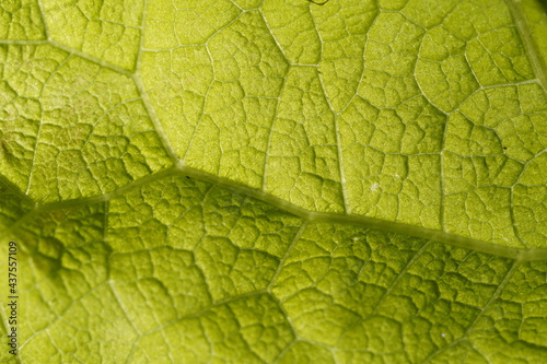 Blattstruktur grün Blatt leaf abstrakt Nährstoffversorgung