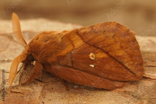 Closeup of the drinker moth, Euthrix potatoria photo