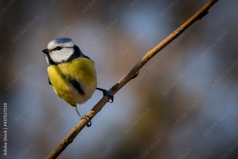 Eurasian blue tit sitting on a branch at sunset Eurasian blue tit sitting on a branch at sunset
