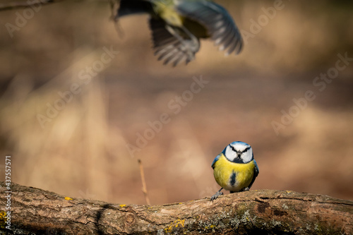 Eurasian blue tit sitting on a branch at sunset photo