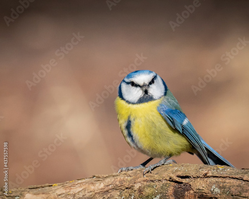 Eurasian blue tit sitting on a branch at sunset