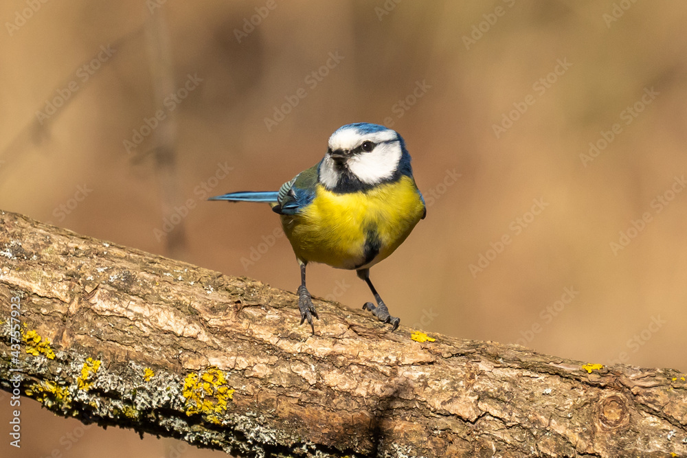 Fototapeta premium Eurasian blue tit sitting on a branch at sunset