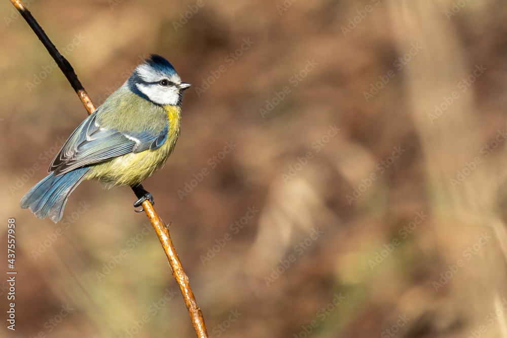 Obraz premium Eurasian blue tit sitting on a branch at sunset