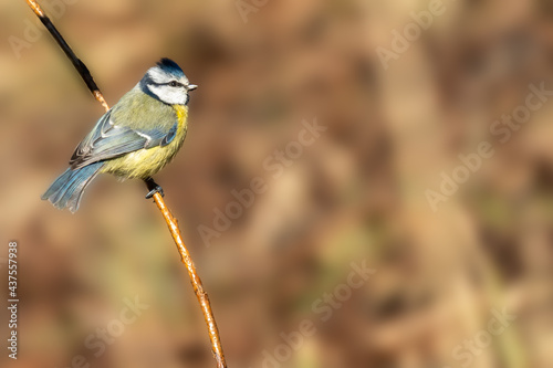 Eurasian blue tit sitting on a branch at sunset