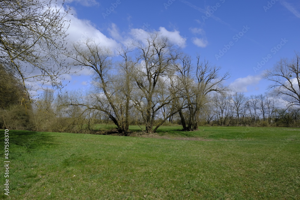 Naturschutzgebiet Mainaue bei Augsfeld, Landkreis Hassberge, Unterfranken, Franken, Bayern, Deutschland Naturschutzgebiet Mainaue bei Augsfeld, Landkreis Hassberge, Unterfranken, Franken, Bayern, Deutschland
