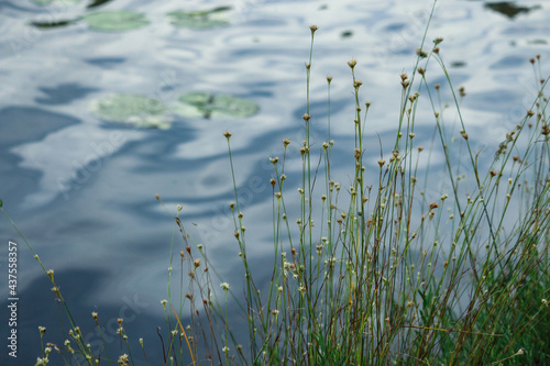 Tall grass with yellow flowers growing on lake bank with blue sky reflection in wavy water background