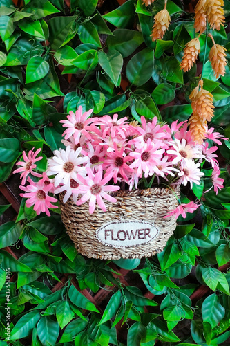 pink hydrangea flowers in basket