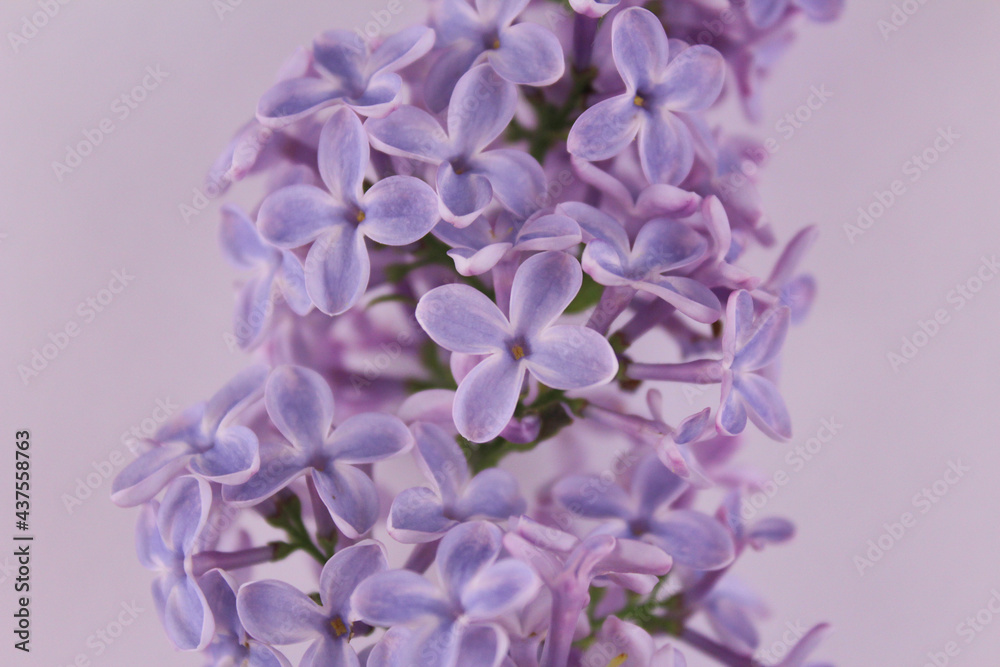 Spring small flowers of lilac