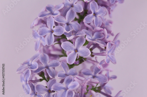 Spring small flowers of lilac