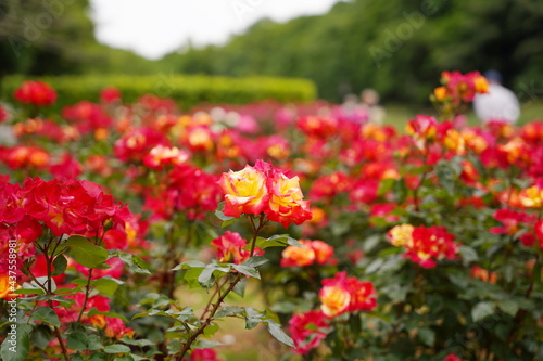 腫れた日の植物園に咲く赤いバラ © K.Douzin