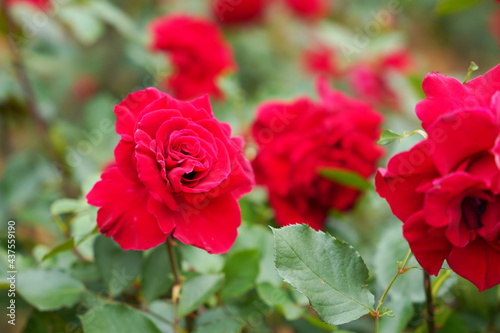 腫れた日の植物園に咲く赤いバラ
