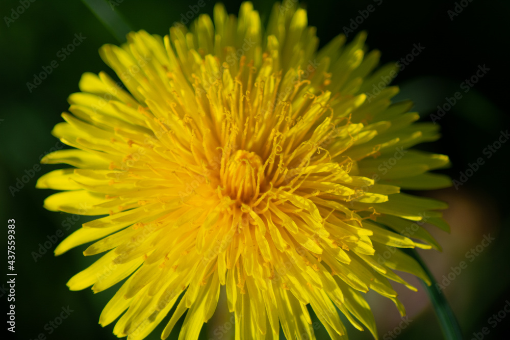 Dandelion 4 Dandelion 4