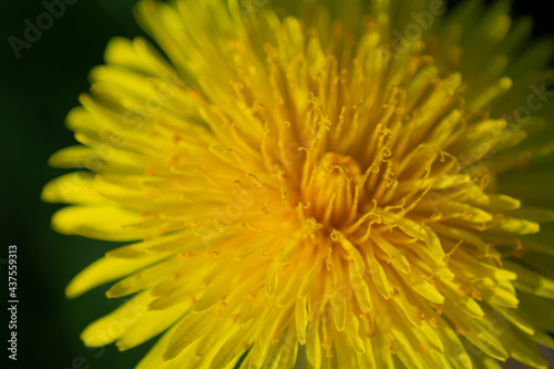 Dandelion 2