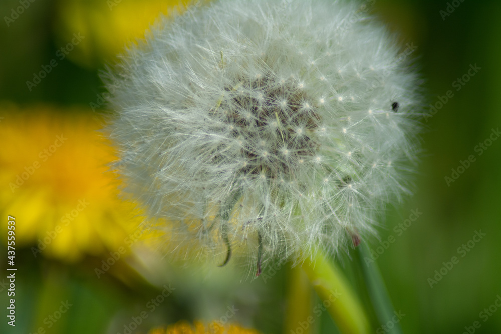 Fototapeta premium Dandelion 8