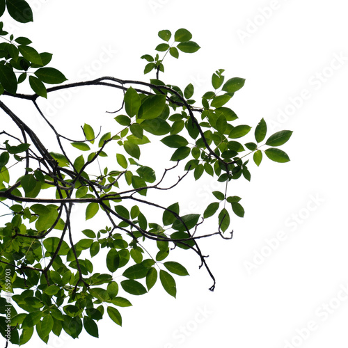 green tree branch isolated on white background, nature background