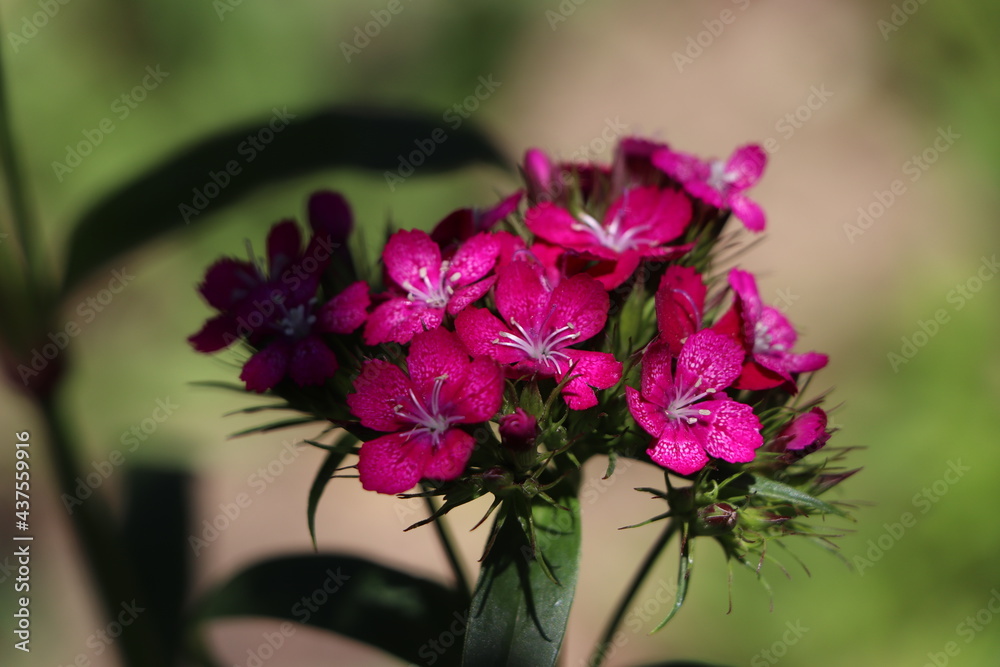 pink flowers in the garden pink flowers in the garden