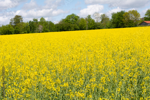 rapeseed