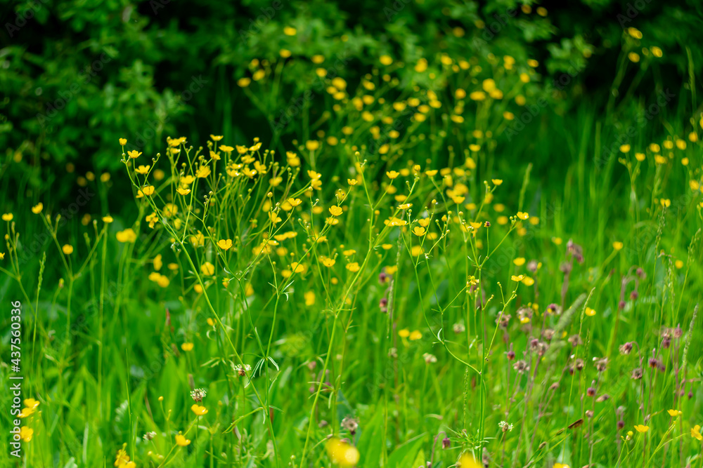 Yellow meadow flowers as background.