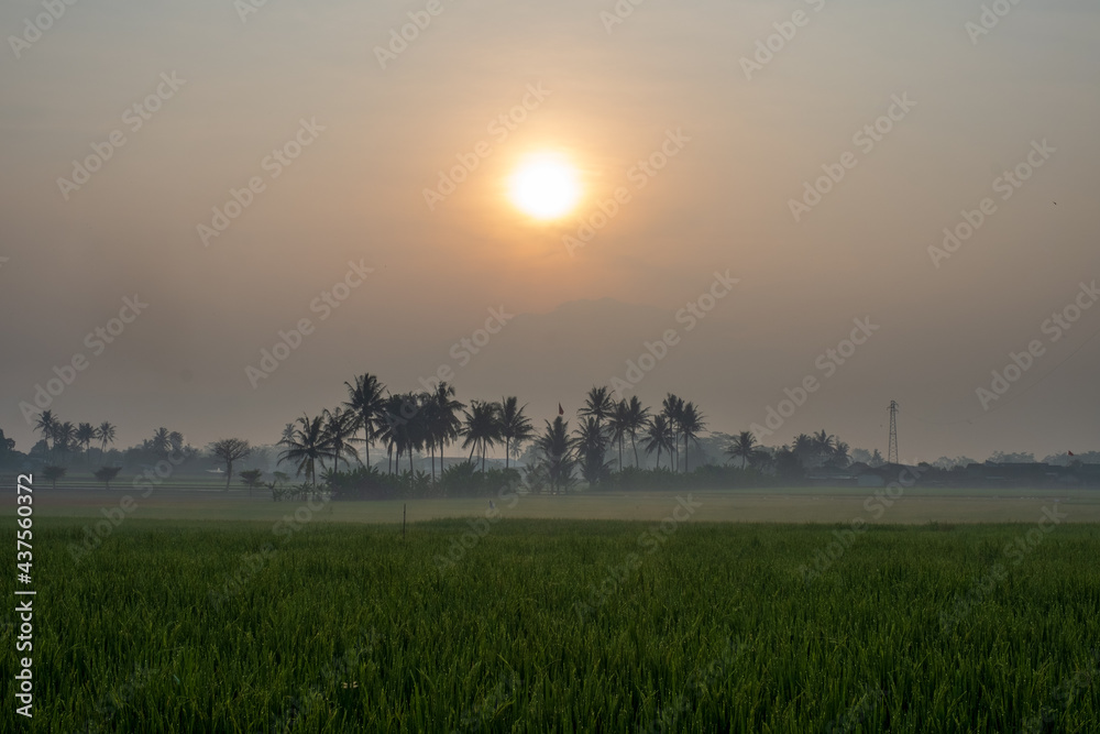 The sun over the rice field in the Magelang, Central Java, Indonesia