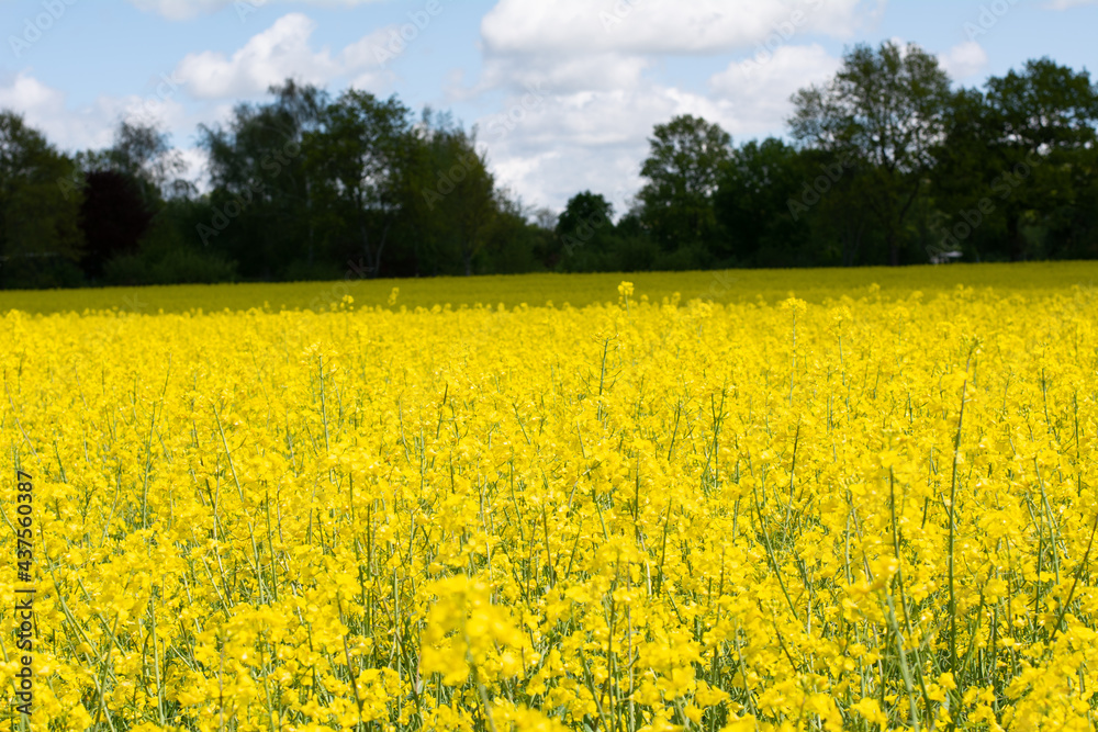 rapeseed 14 rapeseed 14