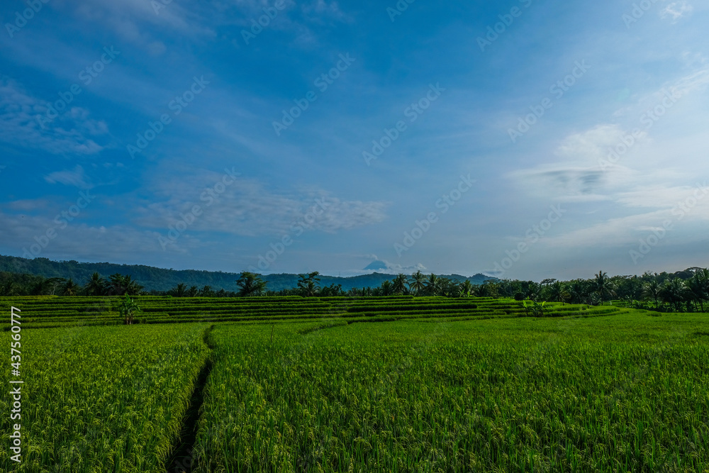 Beautiful rice field in the morning