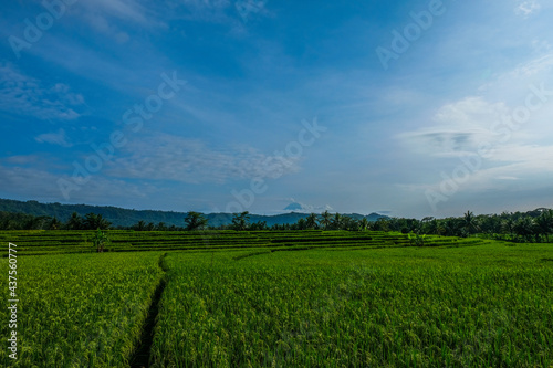 Beautiful rice field in the morning