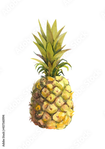pineapple in watercolor isolated on white background