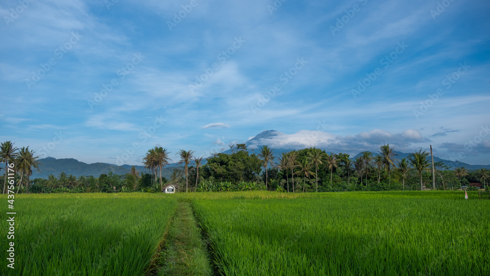 The blue sky over the green rice field. Beautiful scenery in Magelang, Central Java, Indonesia 