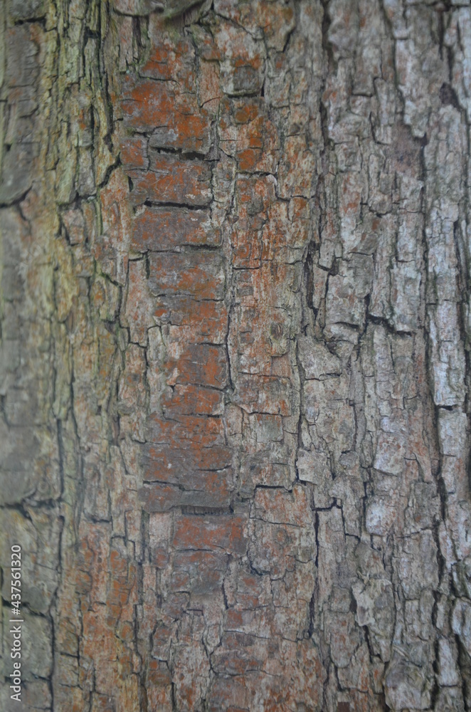 tree bark tree bark