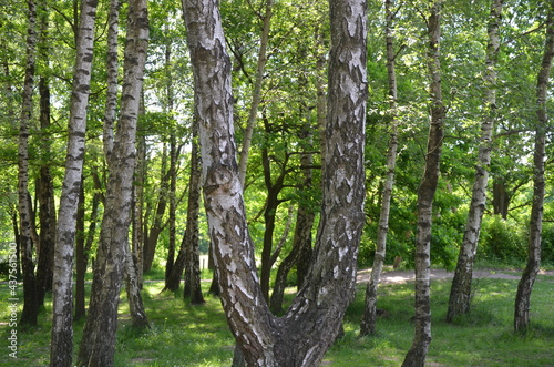 Fototapeta Naklejka Na Ścianę i Meble -  birch trees