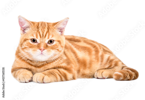 Cute kitten Scottish Straight lying isolated on white background