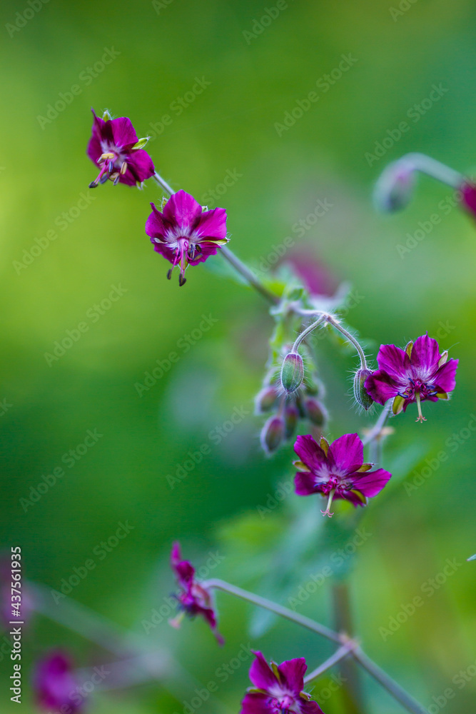Fototapeta premium Purple and red flowers of Geranium phaeum Samobor in spring garden