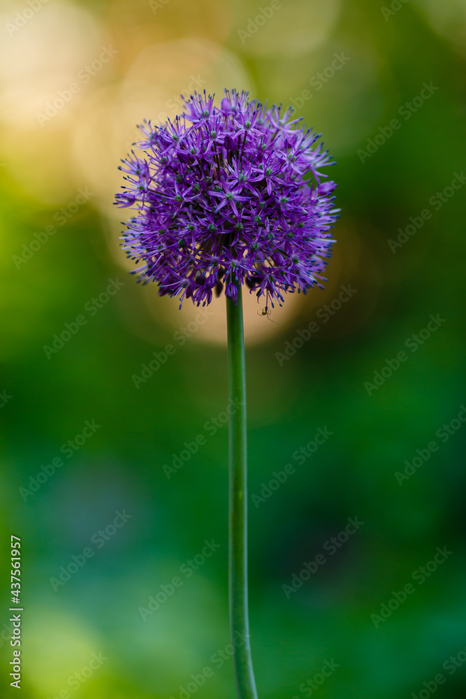 Allium Flowers (Allium Giganteum) in spring garden, Growing bulbs in the garden Allium Flowers (Allium Giganteum) in spring garden, Growing bulbs in the garden