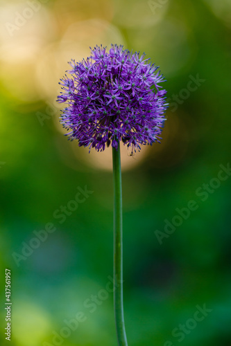 Allium Flowers  Allium Giganteum  in spring garden  Growing bulbs in the garden