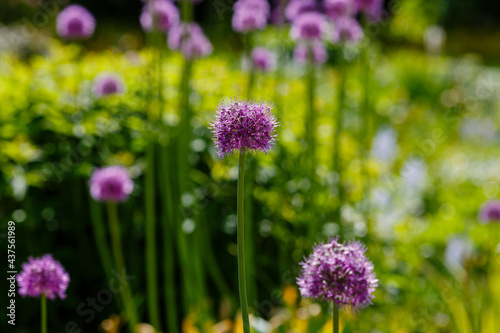 Allium Flowers  Allium Giganteum  in spring garden  Growing bulbs in the garden