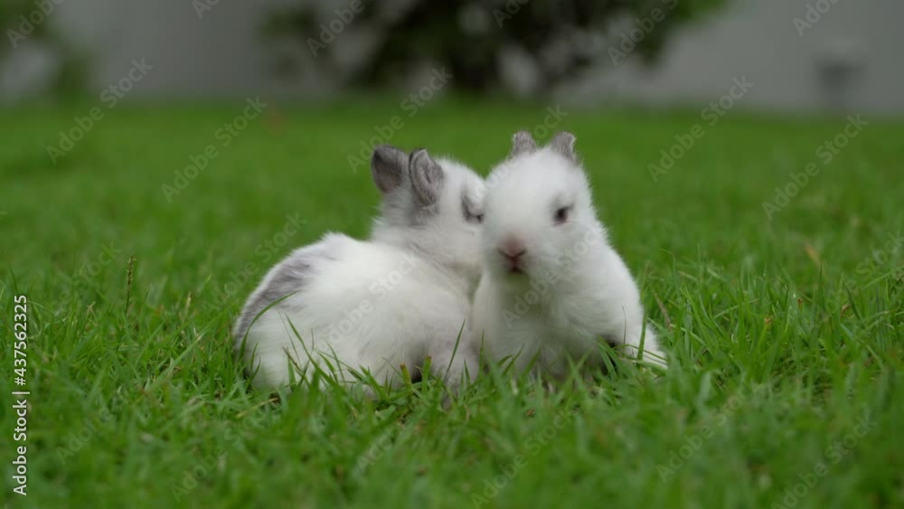 Cute little white rabbit in the green lawn. Cute little white rabbit in the green lawn.