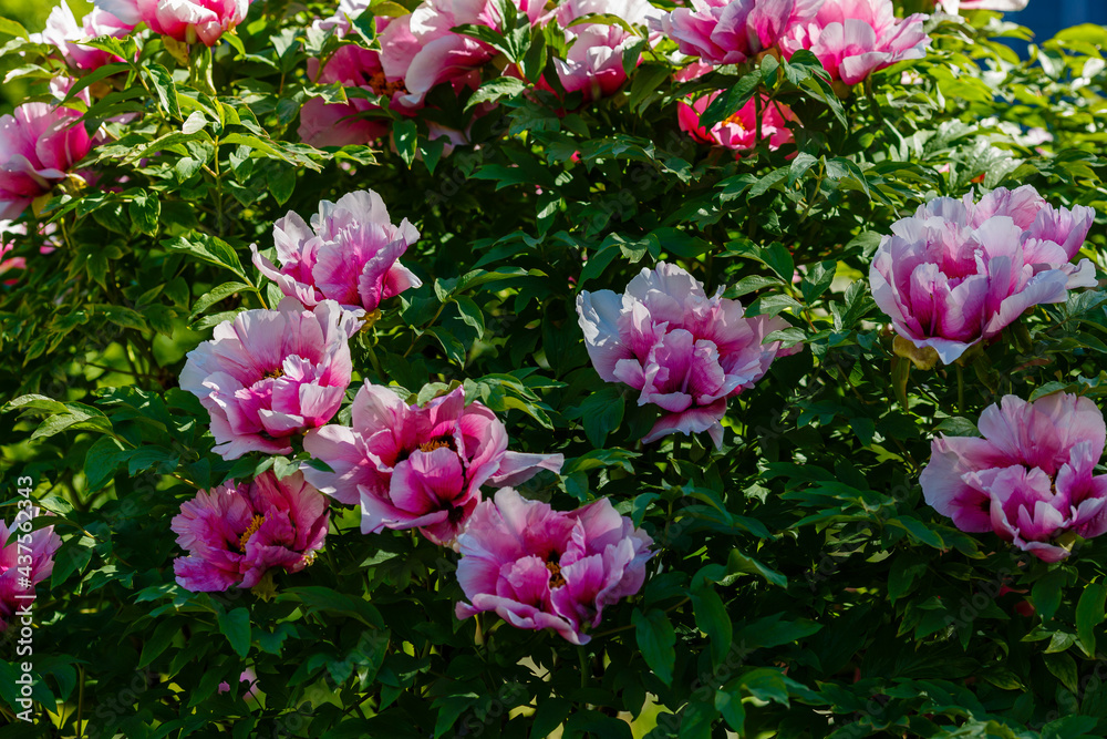 Obraz premium Paeonia x suffruticosa in spring garden. Paeonia blossom. Beautiful peony flowers on a natural background.
