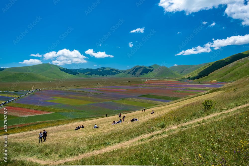 Obraz premium Blooming of lentil on Castelluccio di Norcia plain