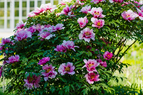 Paeonia x suffruticosa in spring garden. Paeonia blossom. Beautiful peony flowers on a natural background.