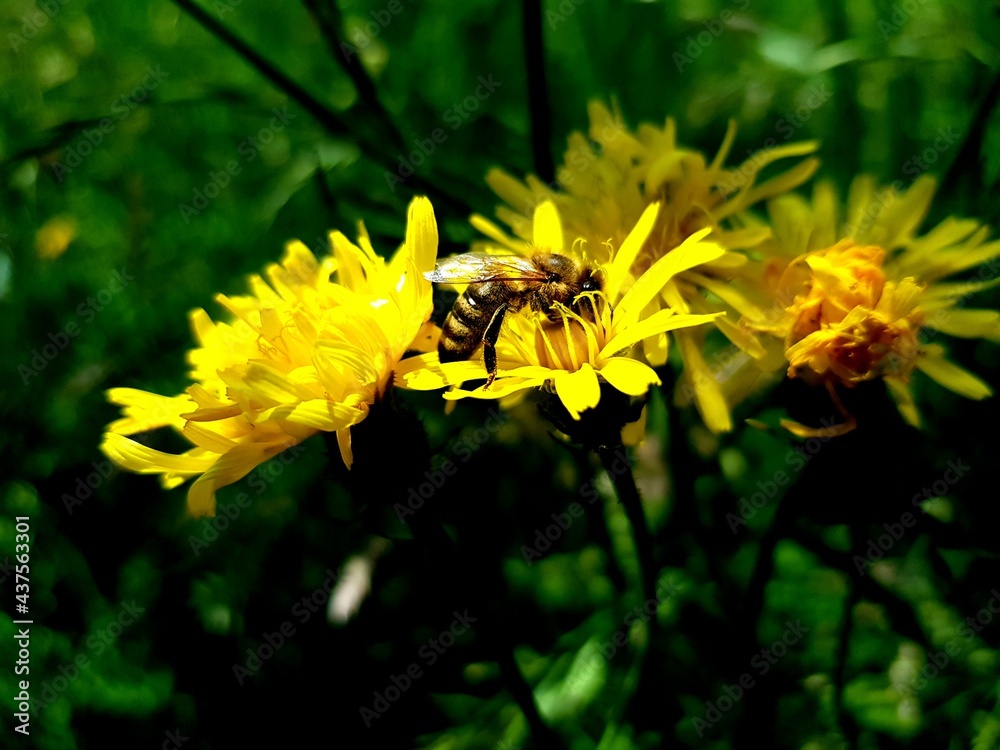 Fototapeta premium bee on yellow flower