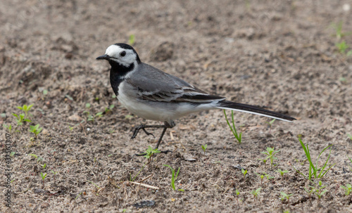 white wagtail 