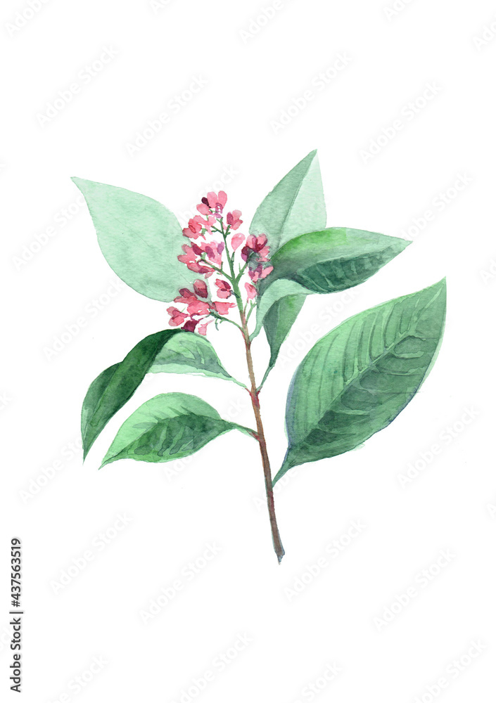 Fresh blooming sandalwood branch in watercolor on white background Fresh blooming sandalwood branch in watercolor on white background
