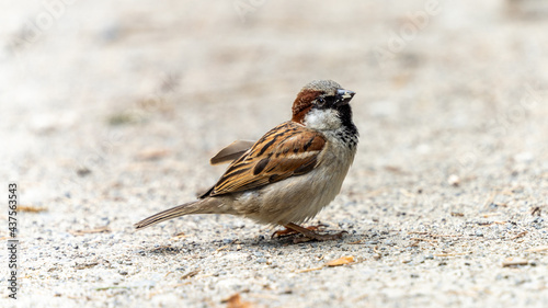 Portrait of a house sparrow on the ground